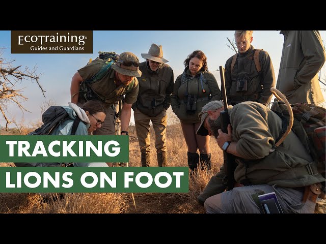 Bush Walk in search of Lions | A Virtual Safari | EcoTraining