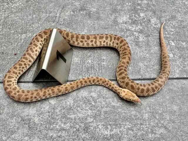 Making Holdback Childrens Pythons and Boas available...