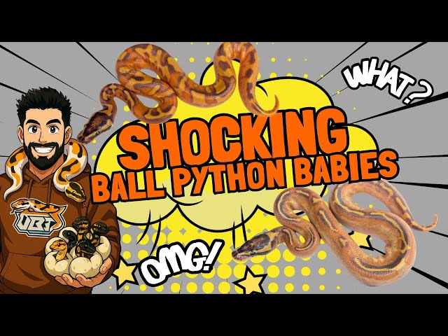 You Won’t BELIEVE The Results From This Clutch! Insane SUPER ASPHALT & FREEWAY Ball Pythons HATCHED