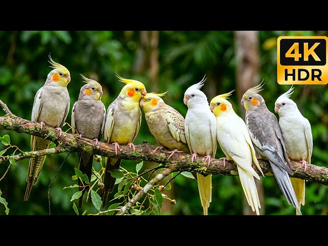 Chirping & Whistling: Cockatiels Flirting in the Wild (Nature Sounds - No Music)