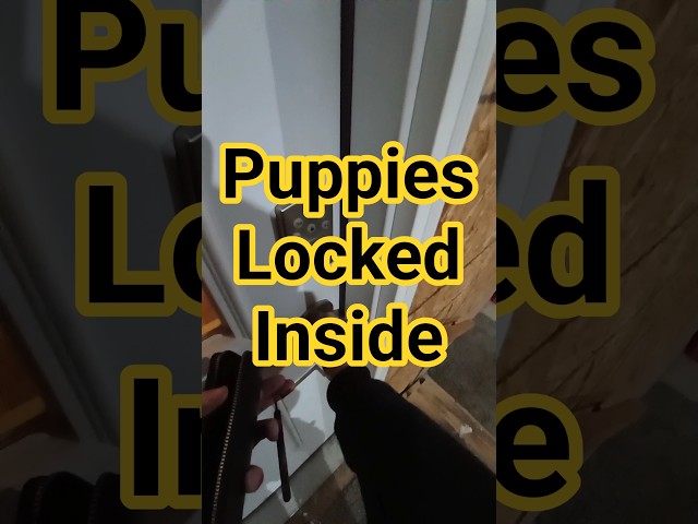 LOCKOUT ADVENTURES: Save the Puppies #locksmith #lockpicking #shorts #tiktok #dog
