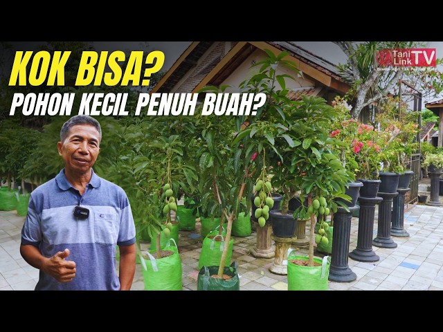 Prospek Bisnis Tabulampot: Lahan Semakin Sempit, Peluang Cuan Makin Lebar!