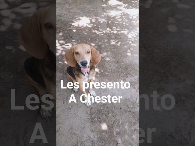 Chester, perro sabueso, bello, adorable. #perros #chester #animales #adorables