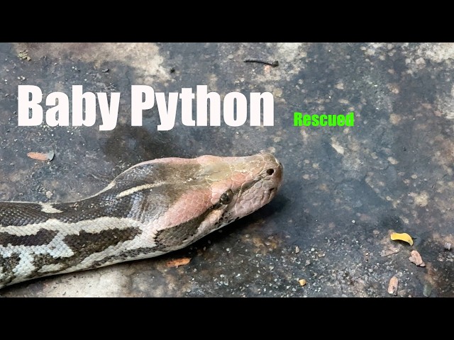 A baby python - rescued.