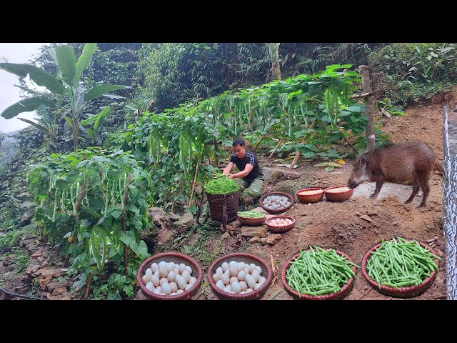 Living alone in the mountains: Crafting primitive gardening tools. Growing and harvesting peas.