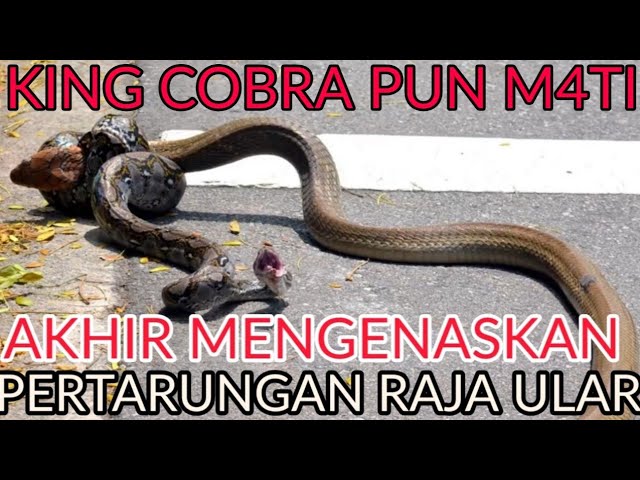KING COBRA VS PYTHON ENDS DISAPPOINTING...