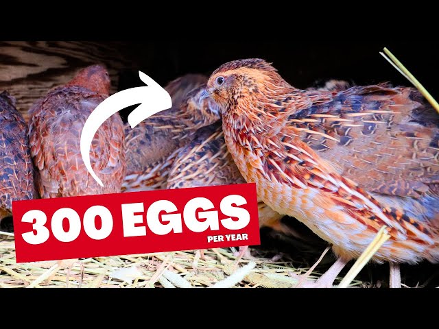7 Things I Wish I Knew Before Getting Quail
