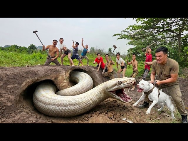 Brave Expert Uses Pitbull to Dig Out and Capture Giant White Python