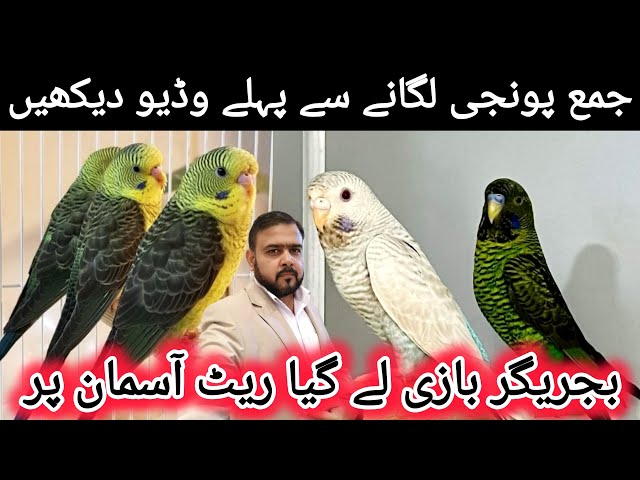 Bajrigar Baazi Legaya Rate Aasman Per 31-12-2025 | Budgies Future In 2026 | Lalukhet Birds Market