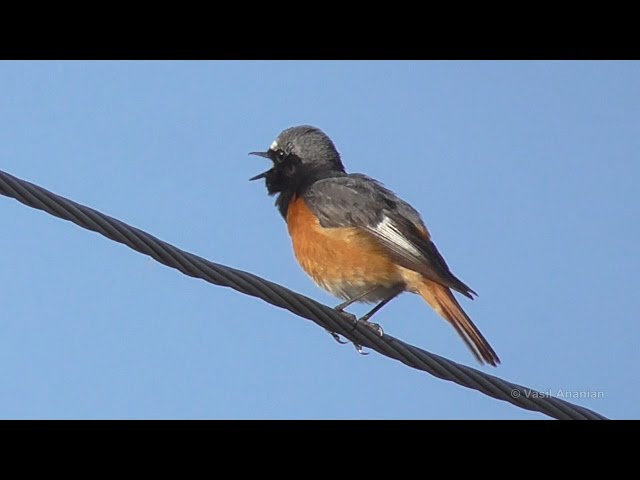 Common Redstart - Phoenicurus phoenicurus samamisicus, Armenia