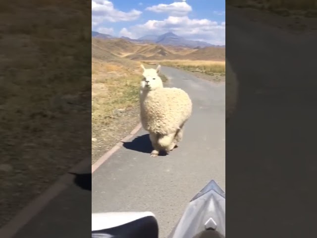 𓆉︎𝒂𝒏𝒊𝒎𝒂𝒍𝒔𓆉︎ 🦙🦆🐘