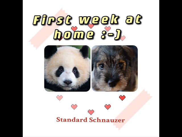 #3 Panda's first week at home!  I Standard Schnauzer I Puppy