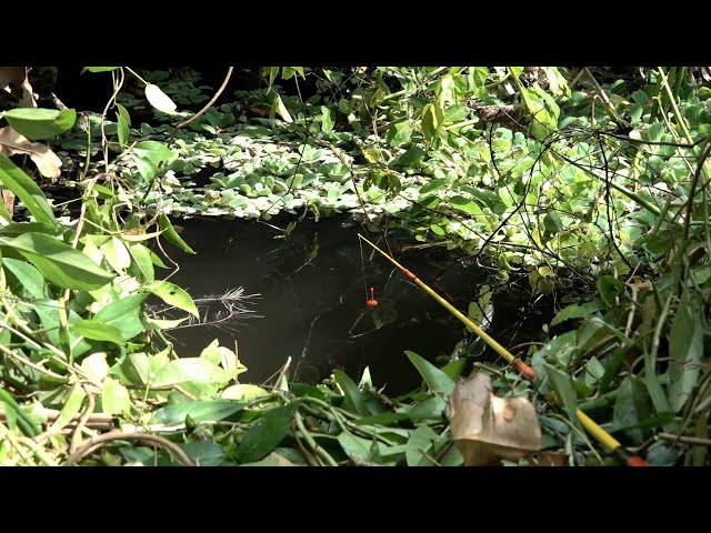 Tempat mancing baru kami buka sudah diserang habis-habisan #SG-414