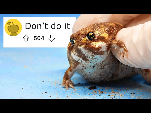 I bought the 'illegal' Fat Frogs (60 day journey)