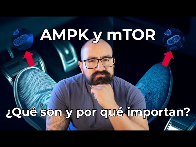 AMPK y mTOR: ¿Qué son y por qué importan?