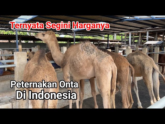 Not Only in Arabia, This is Camel Farming in Mojokerto, East Java