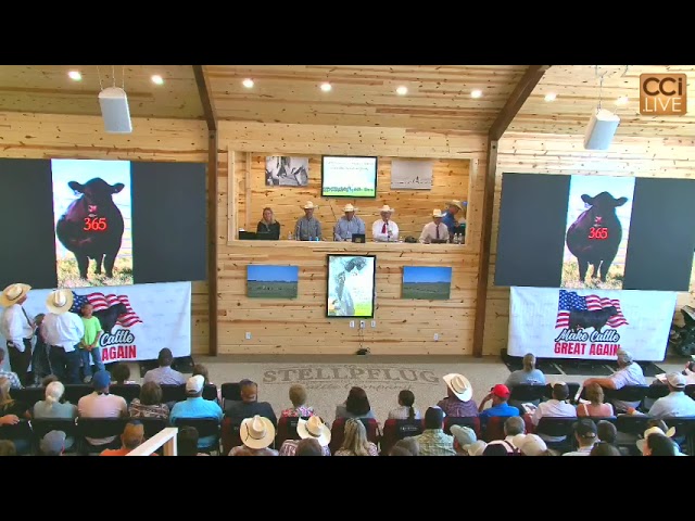Stellpflug Cattle Female Sale, Guernsey, WY