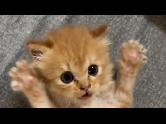 This Cat Turns Bedtime Into a Survival Game