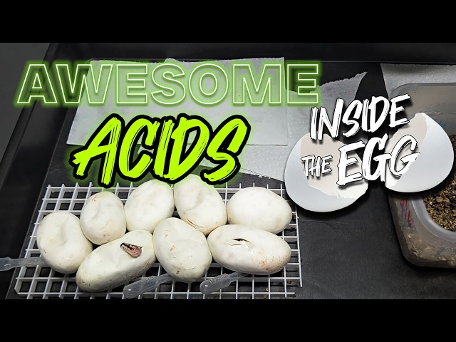 Acid Ball Python Combos
