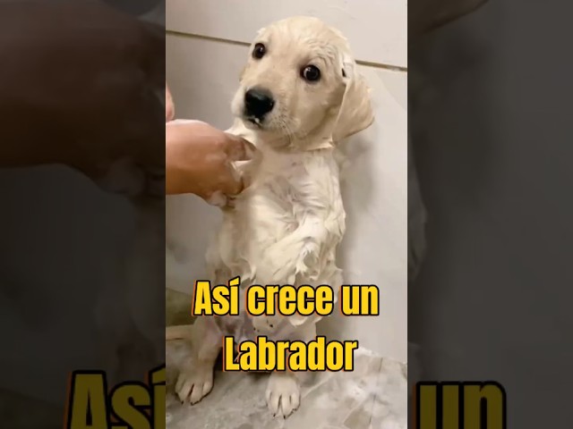 This is how a Labrador grows!