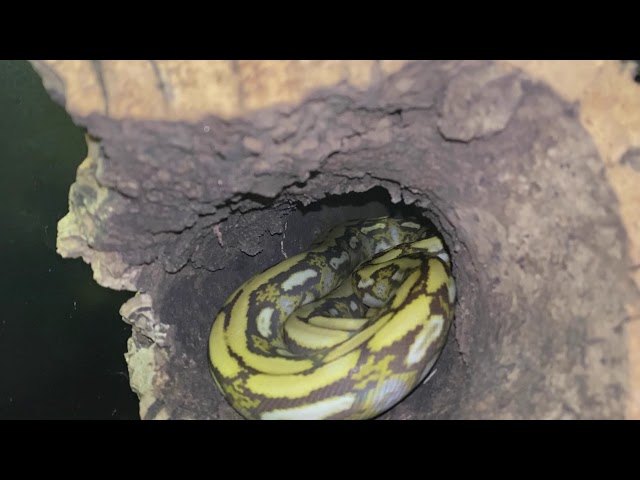 My Reticulated Python's Enclosure