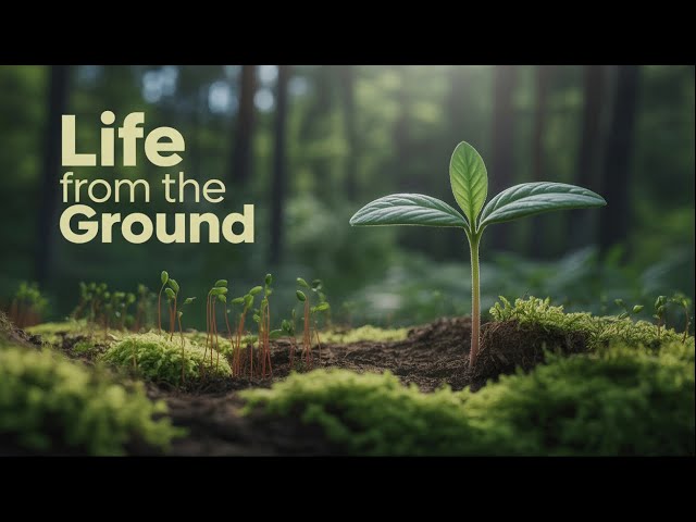 The Secret Life of Plants | 3-Hour Soothing Science Documentary for Deep Sleep & Relaxation