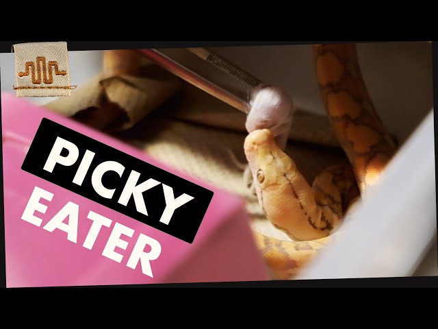 3 TRICKS TO GET A STUBBORN BABY SNAKE TO EAT