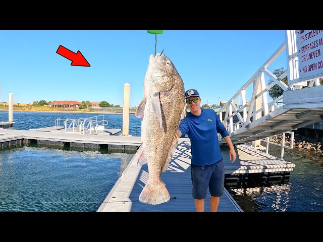 Trophy Size Black Drum Catch, Clean, & Cook Like You've Never Seen Before!