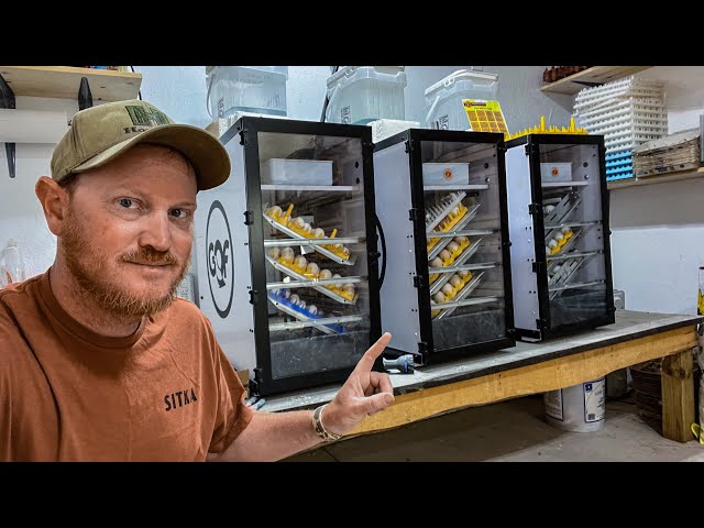 Incubating 101 | Everything You Need To Know To Hatch Chicks!