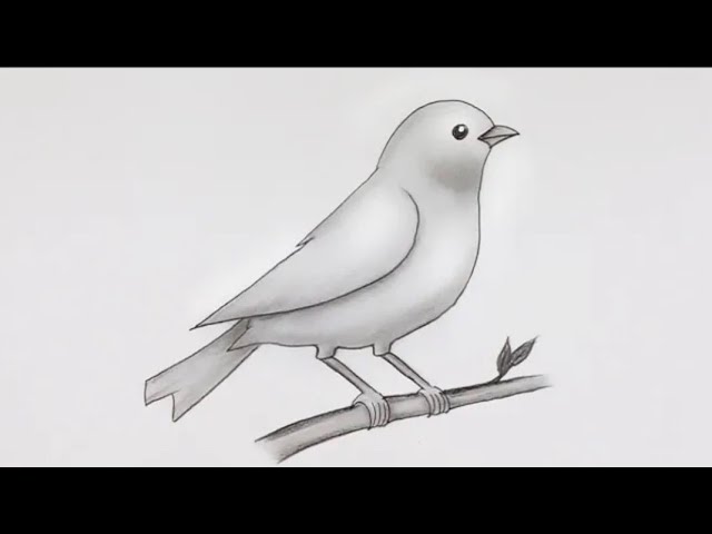 Simple Bird Drawing 🕊 | Easy Bird Pencil Sketch and Shading #drawing