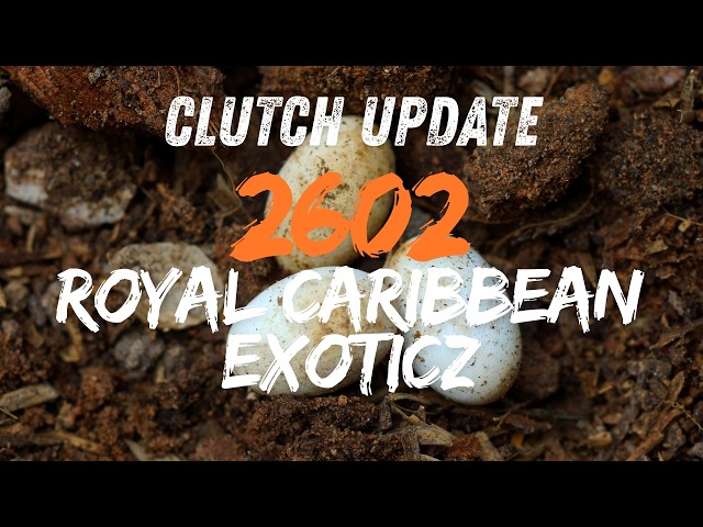 Clutch Update 2602
