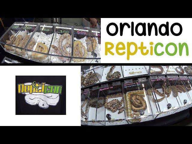 Buying Ball Pythons at Repticon [FULL SHOW]