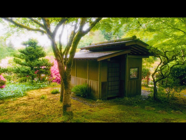Dreamy Spring in a Japanese Garden 4K | Soft Nature Ambience & Birdsong - Episode 12