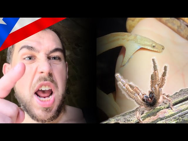 3 Nights in Puerto Rico to Find this ELUSIVE SNAKE!🇵🇷