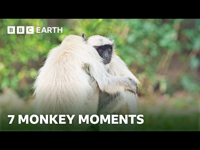 Remarkable Monkey Moments | BBC Earth