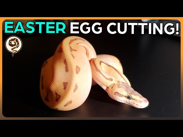 Egg Cutting - 9 Great Ball Python Eggs for Easter! (Bamboo Pied Enchi Pinstripe)