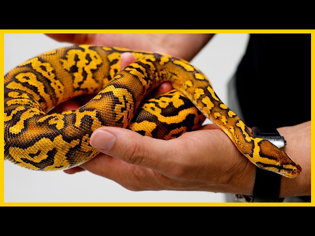 Top 5 RARE Ball Python Projects You NEED To See!
