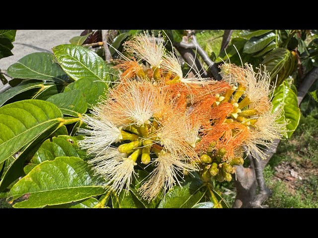 Rare Fruit Farm Tour - Part 3