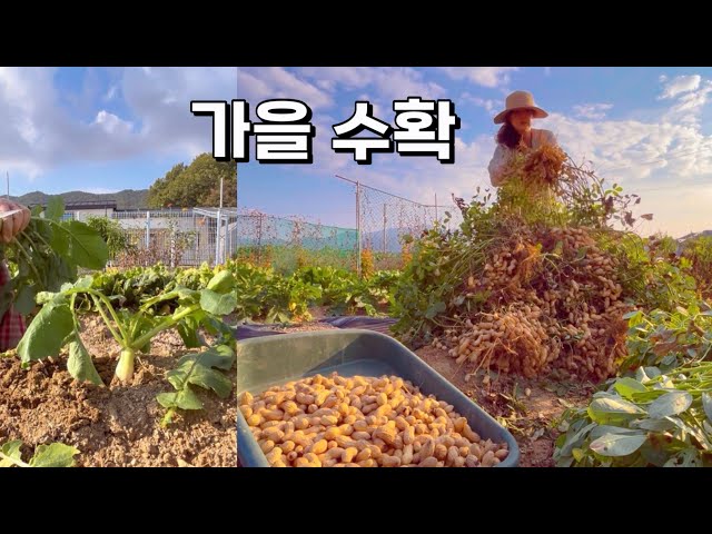 [귀촌부부] 가을 감성 가득한 시골 가을 풍경 | 땅콩 수확 | 알타리 김치 담기 |땅콩 요리