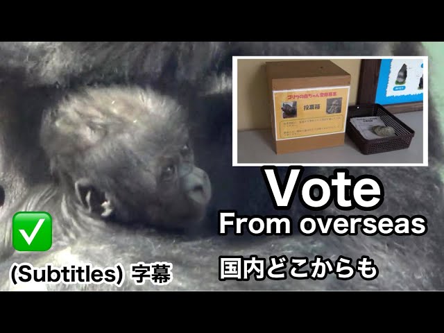 Overseas viewers can also participate in naming the baby gorilla.｜Momotaro family