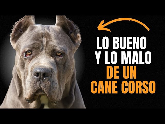 CANE CORSO: VENTAJAS  Y DESVENTAJAS de tener uno.