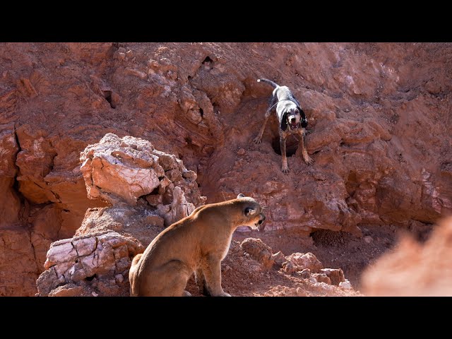 LIVING FOR THE CHASE: @HKhounds Chasing Desert Mountain Lions