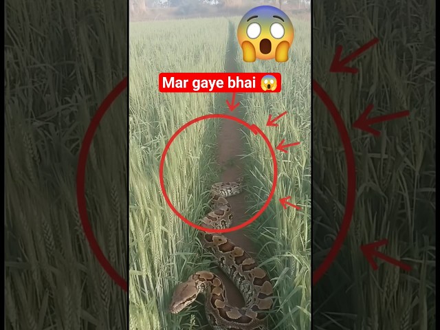 MER GAYE GURU 😱 LIVE VIDEO!!! #python