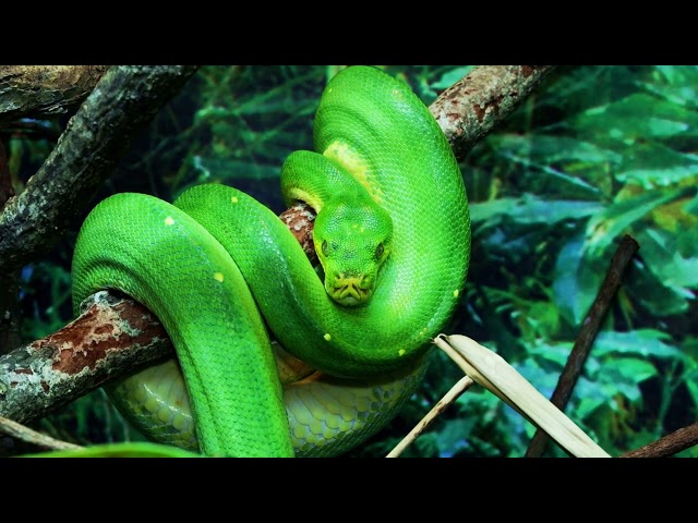 No Copyright Green Color Snake on tree | Camouflage Stock Footage Video | Royalty Free