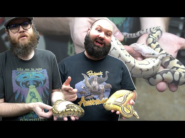 Let's Show Off Some Hot Ball Pythons!