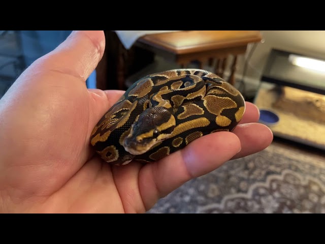 Update on my normal baby ball python