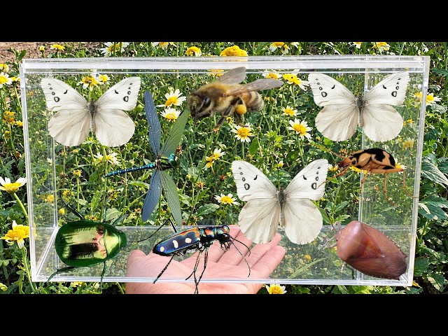 Bug Hunting, Garden Insect Collecting, Butterfly, Dragonfly, Stink Bug,honeybee,tiger beetle