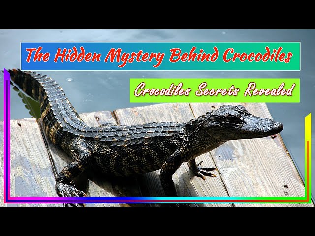 The Hidden Mystery Behind Crocodiles