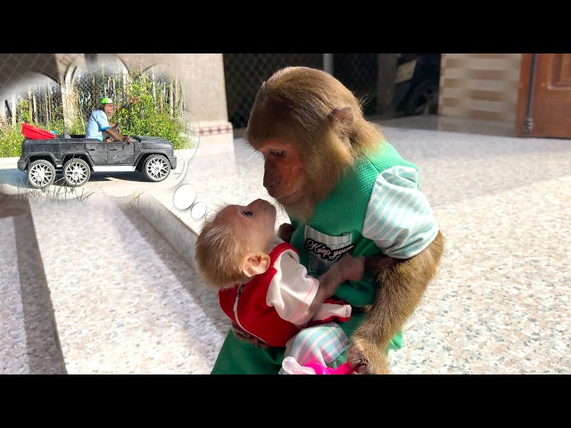 Too Cute! Baby Monkey Begs CUTIS for a Fun Morning Market Trip