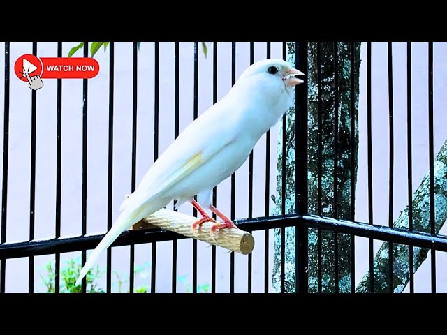 Thanks to This Canary, Many Silent Canaries Are Singing Again